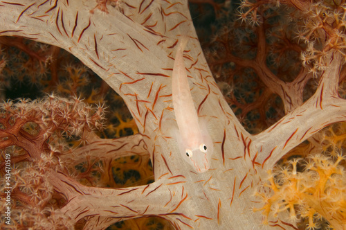 Sofcoral ghost goby, Pleurosicya boldinghi,  Raja Ampat Indonesia photo