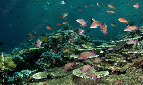 Reef scenic Komodo National Park Indonesia