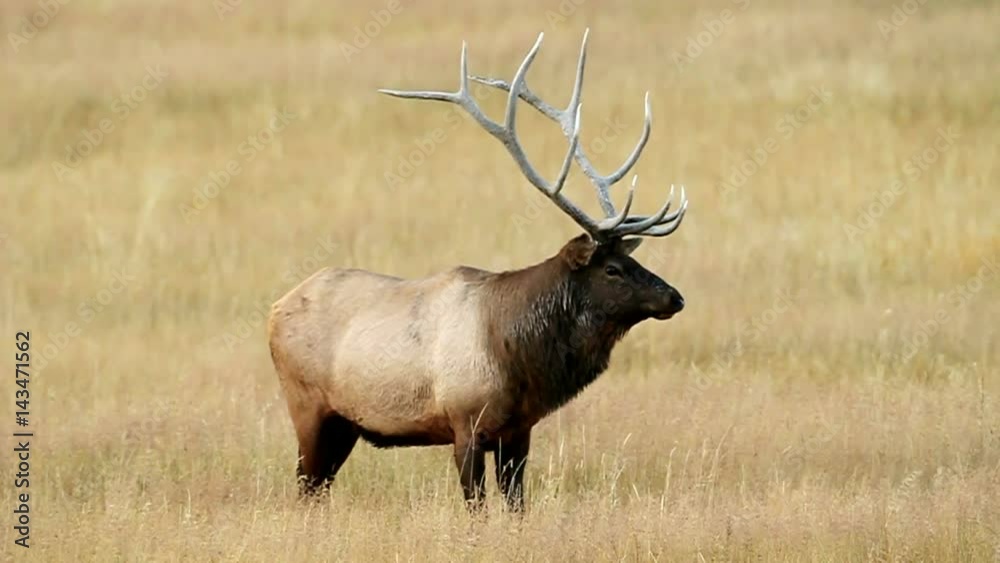Bull Elk Standing in Field Bull Elk Standing in Field