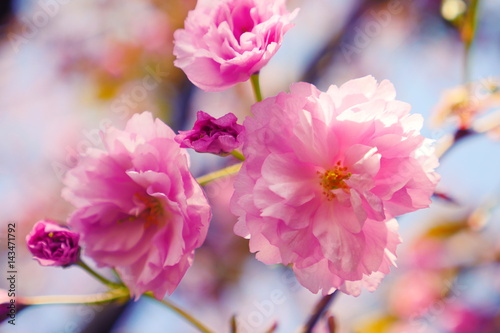 Sakura spring flowers. Spring blossom background. Beautiful nature scene with blooming sakura tree. Japanese garden. Sunny day. Abstract blurred background