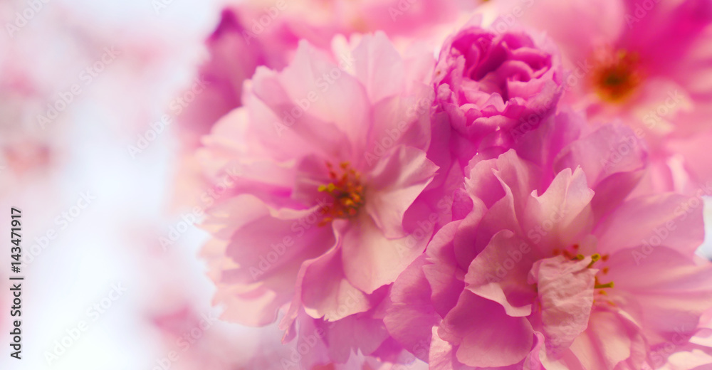 Sakura spring flowers. Spring blossom background. Beautiful nature scene with blooming sakura tree. Japanese garden. Sunny day. Abstract blurred background Sakura spring flowers. Spring blossom background. Beautiful nature scene with blooming sakura tree. Japanese garden. Sunny day. Abstract blurred background
