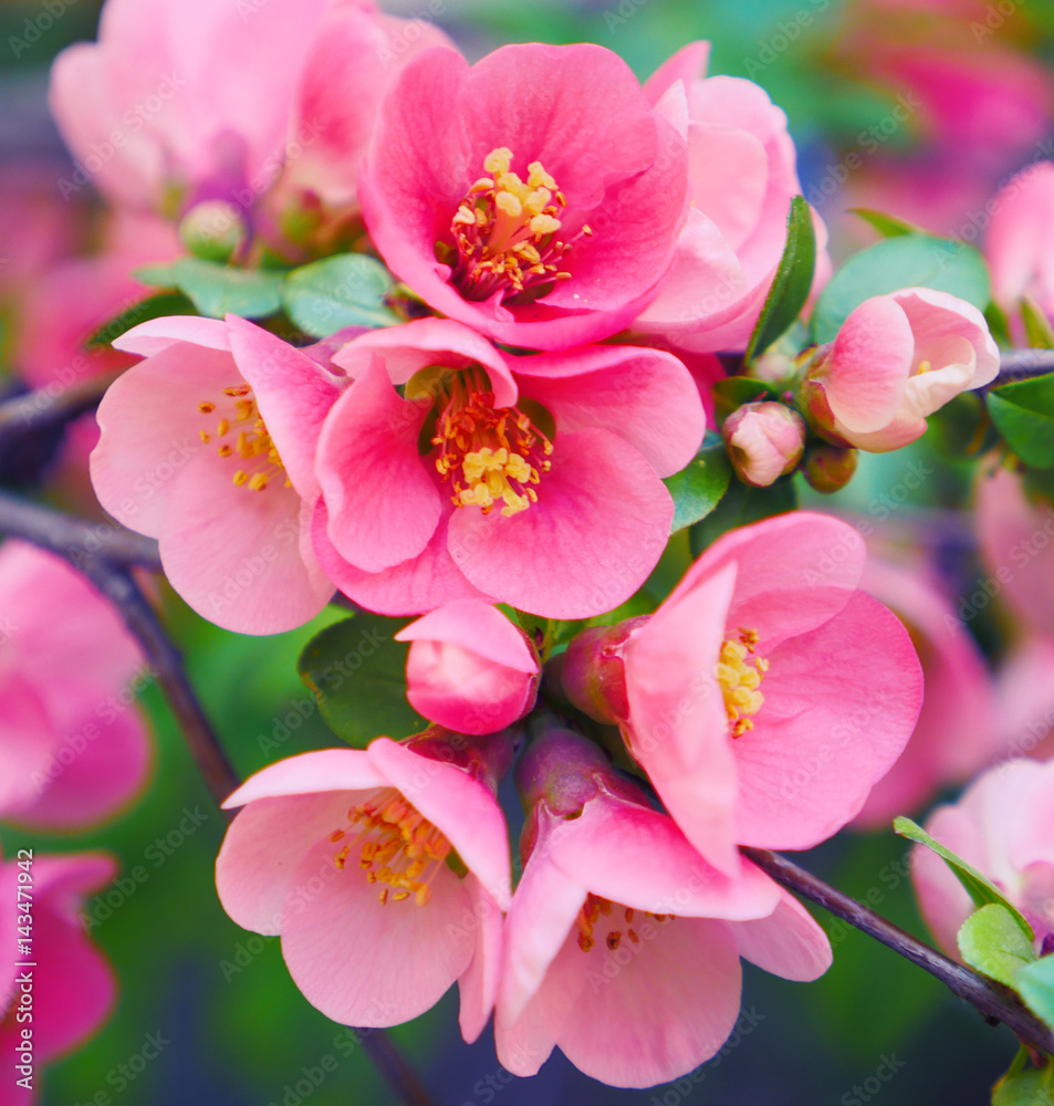 Pink flowers blooming in springtime. Macro scene of blooming pink tree against green leaves background. Pink flowers blooming in springtime. Macro scene of blooming pink tree against green leaves background.