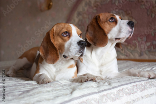 Two dogs, beagle, indoor, portrait. © Ruta