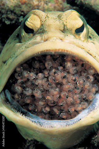 Jawfish incubating eggs in his mouth Dimakya Island Philippines photo