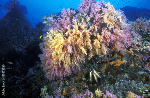 Fototapeta Naklejka Na Ścianę i Meble -  Colorful soft corals reef scenic, Surin Islands, Thailand.