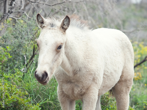 portrait of half-wild cream foal. Israel © anakondasp