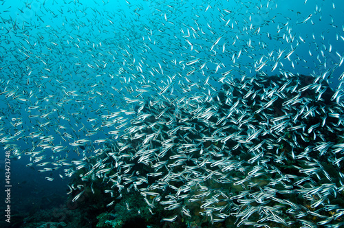 Yellow striped dartfish, Parioglossus formosus, Raja Ampat Indonesia