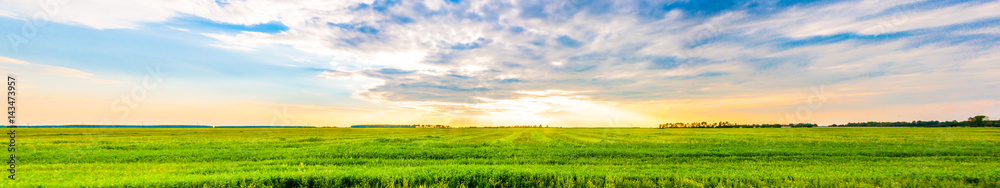 Fototapeta premium A panoramic field view