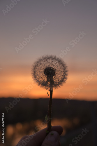 Pusteblume