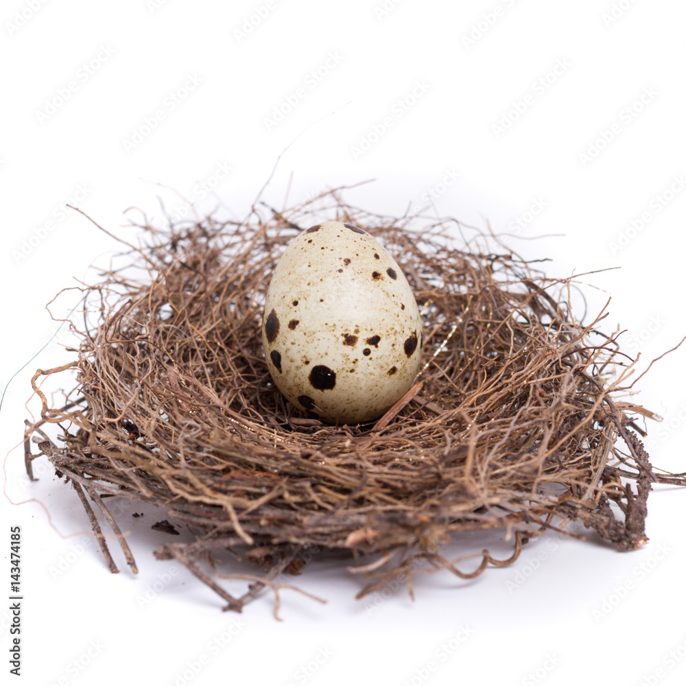 Fototapeta premium quail egg in the nest