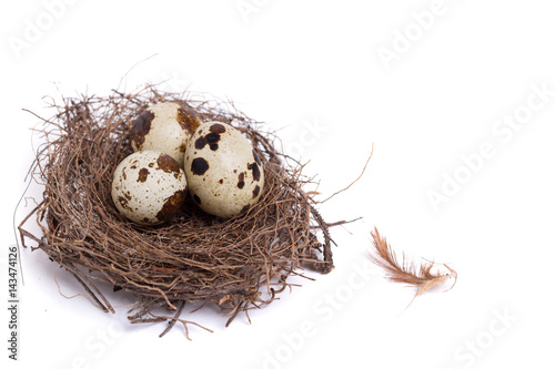 quail egg in the nest