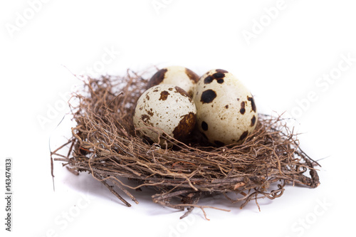 quail egg in the nest