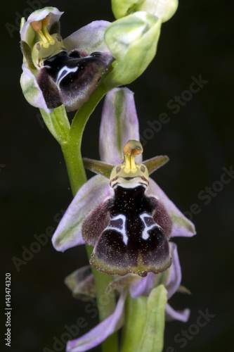 Wild orchid Ophrys reinholdii Mugla Turkey photo