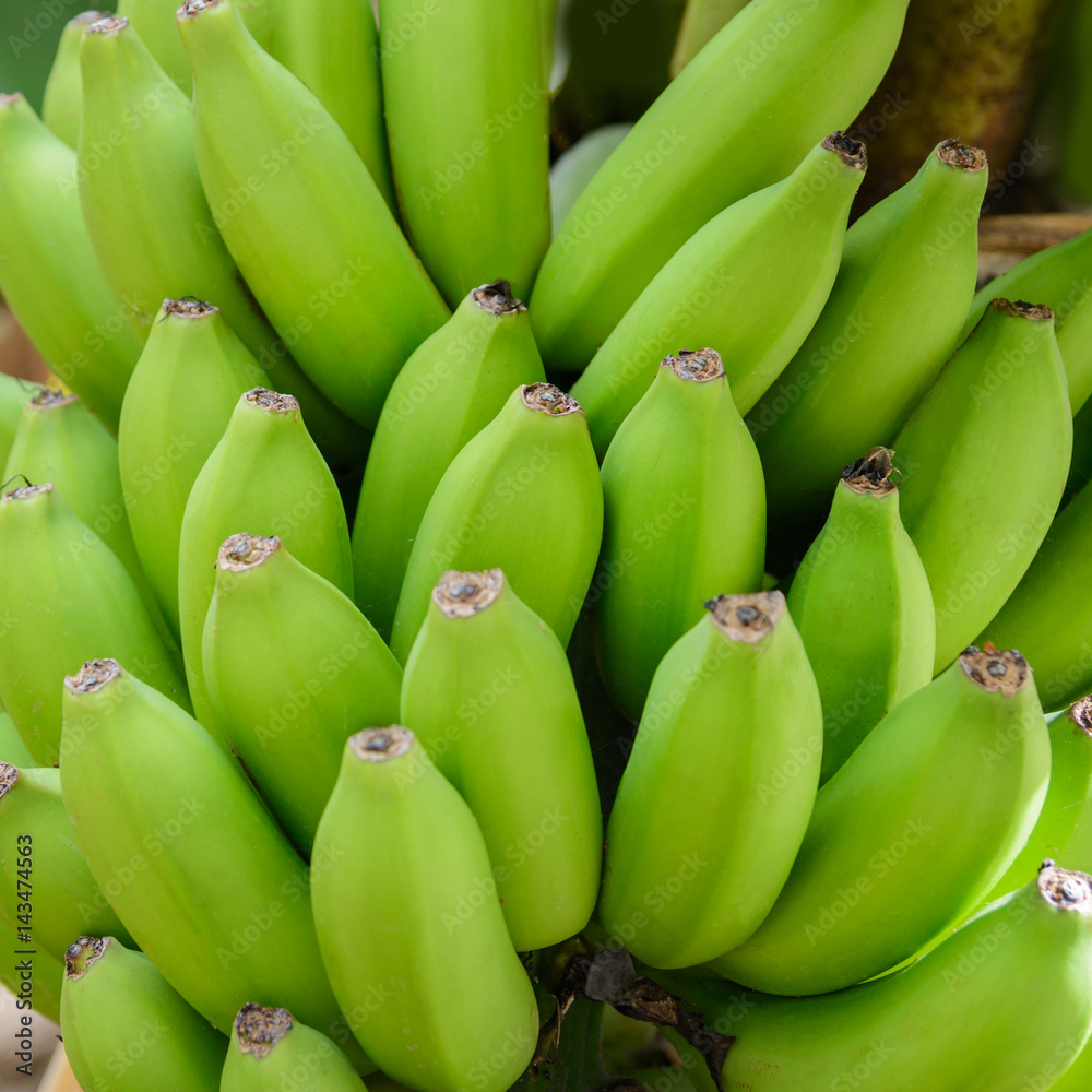 Beautiful raw green bunch of bananas. Favourite tropical fruit. These bananas are from tropical and relaxation garden from Mallorca.