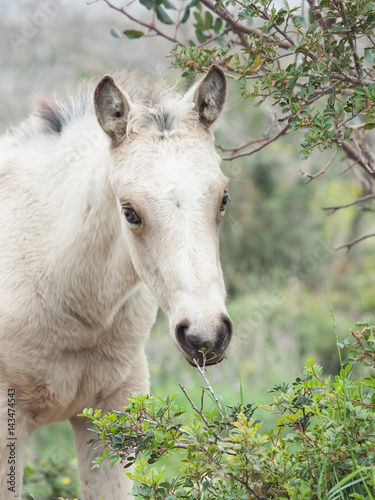 portrait of  grazing  half-wild cream foal. liberty.  Israel