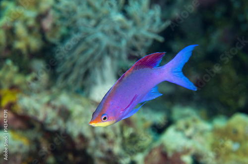 M.ale purple queen anthias, Pseudanthias tuka, Sulawesi Indonesia