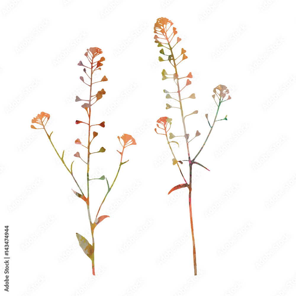 
Vector illustration of shepherd's purse plants. Thin delicate lines silhouettes with watercolor style texture. Different soft pastel colors isolated on white background 
