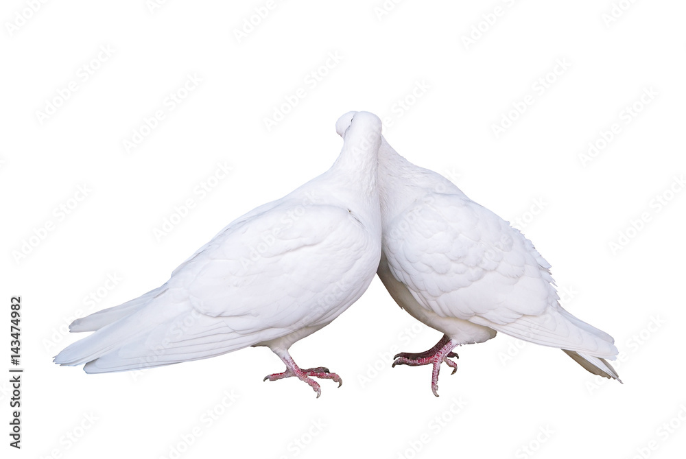 Fototapeta premium White pigeons in love kissing couple doves isolated at white