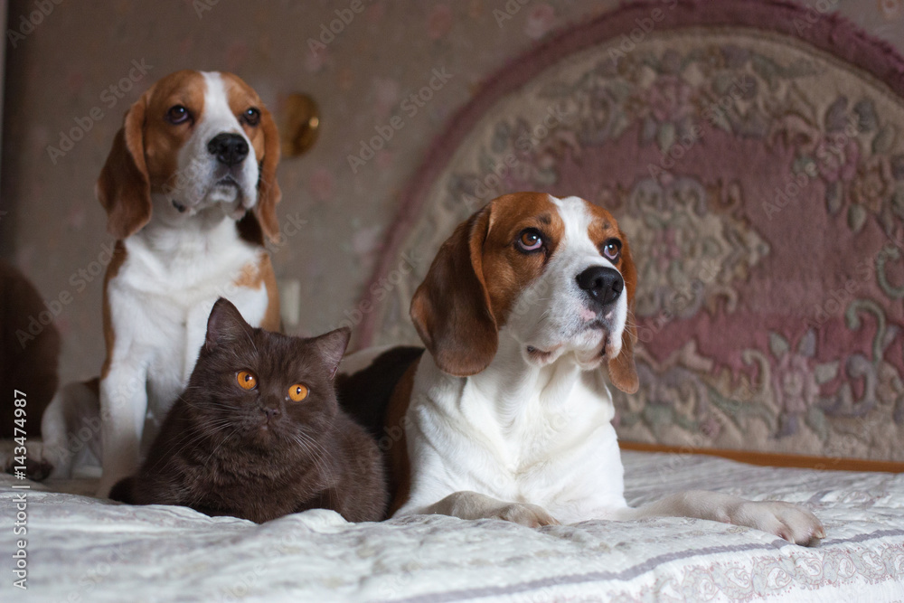 Two dogs, beagle, and British short hair chocolate color cat, lying on the bed.