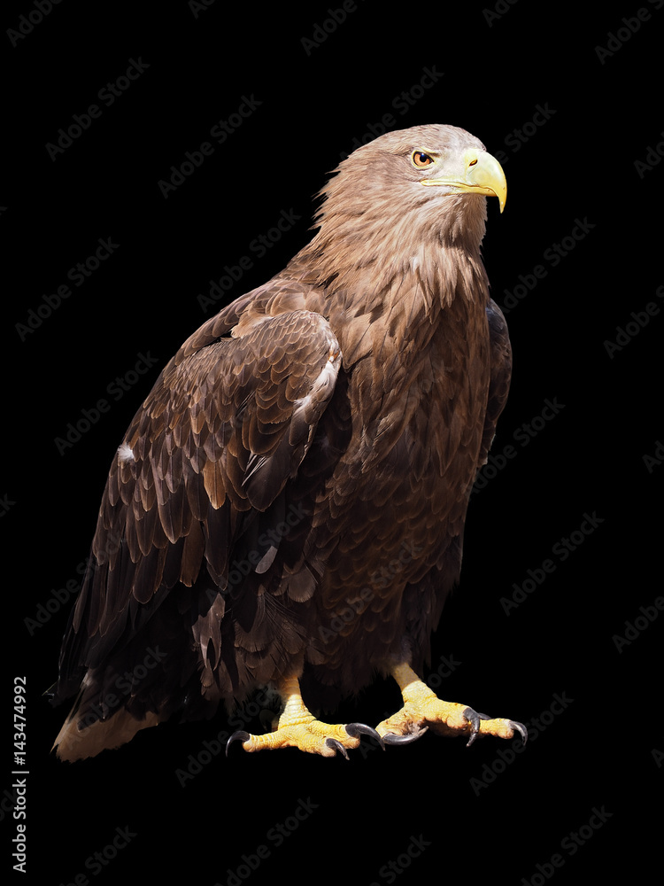 Obraz premium Eagle with yellow beak sitting isolated at black