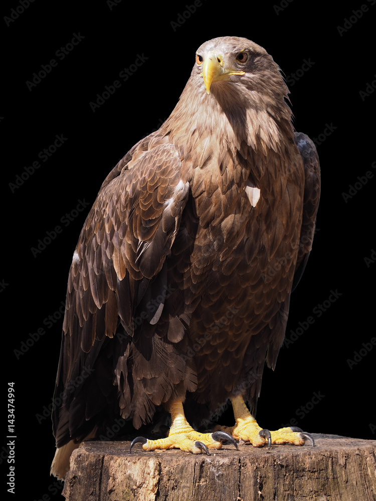 Eagle with yellow beak sitting at the wood isolated at black Eagle with yellow beak sitting at the wood isolated at black