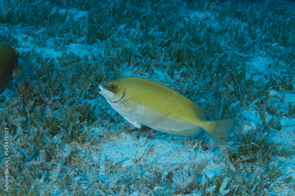 Invasive rabbitfish, Siganus luridus, Kaş Antalya Turkey Invasive rabbitfish, Siganus luridus, Kaş Antalya Turkey