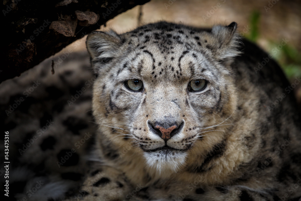 Fototapeta premium Face portrait of snow leopard - Irbis (Panthera uncia)