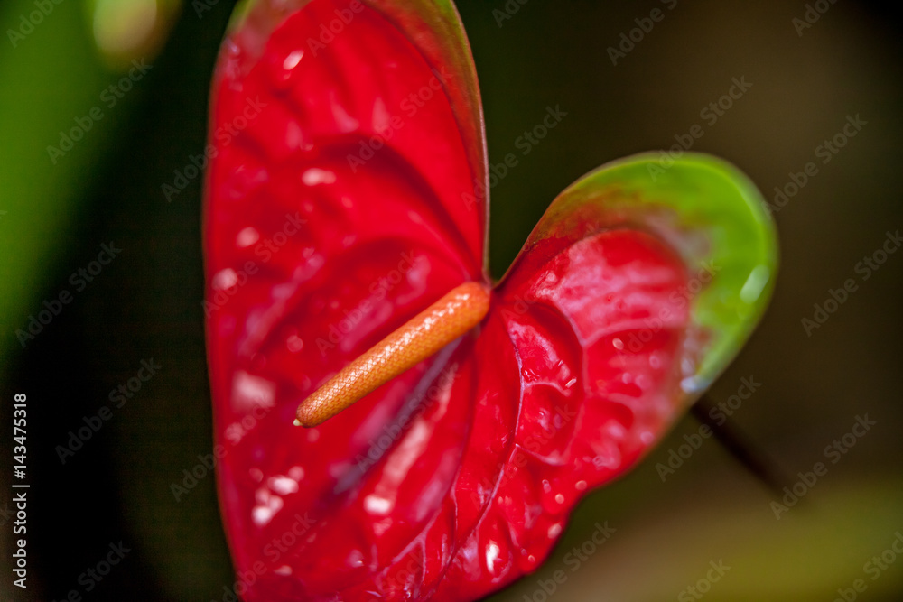 Heart shaped Anthurium flower in Hawaii Heart shaped Anthurium flower in Hawaii