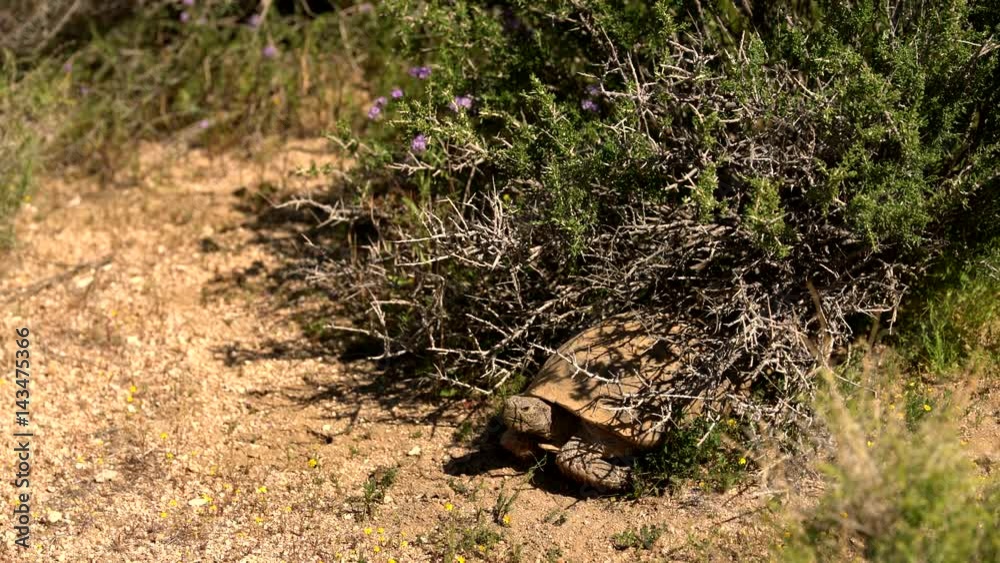 Wild Desert Tortoise 05 Gopherus Agassizii Mojave California Wild Desert Tortoise 05 Gopherus Agassizii Mojave California