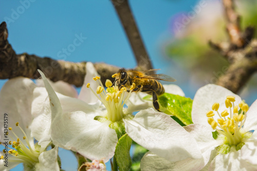 Bee on a tree flower © Marko