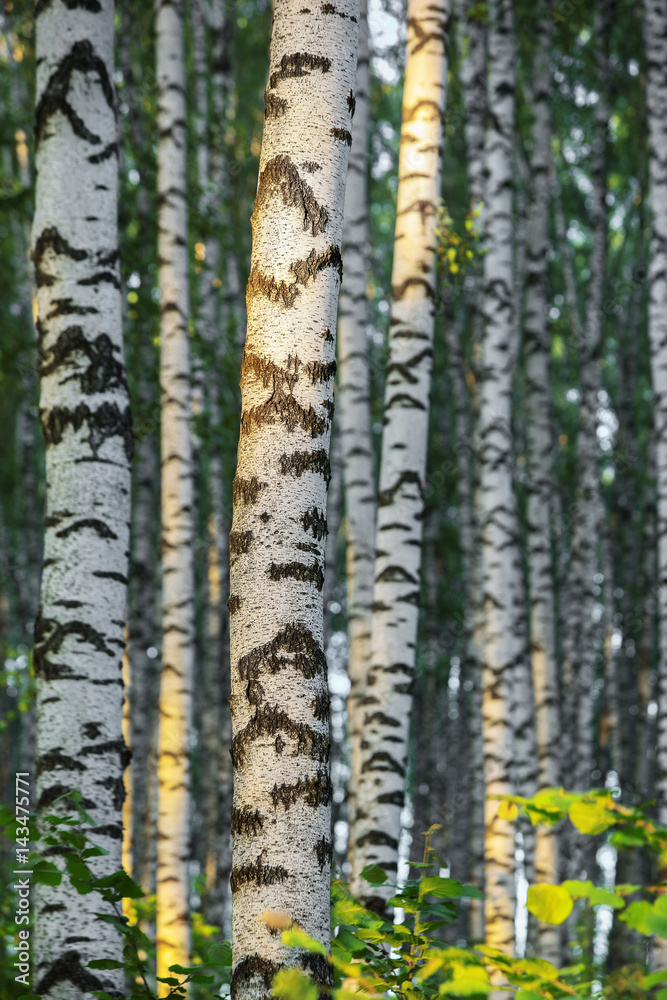 summer in sunny birch forest summer in sunny birch forest