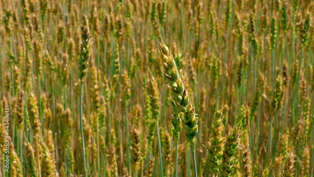 The wind rustles in the ears of field of green and yellow unripe wheat. The wind rustles in the ears of field of green and yellow unripe wheat.