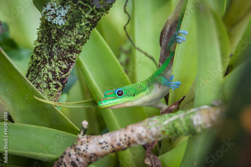 Day Gecko on tropical green plant © Julia Held