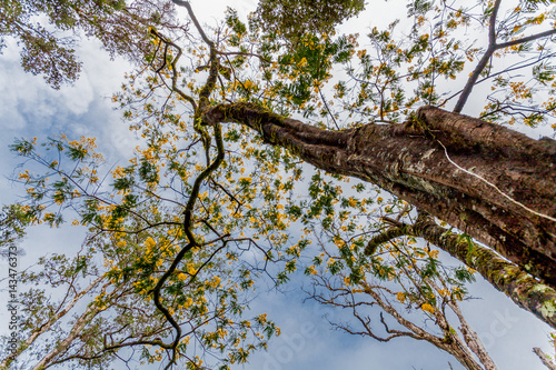 Tropical tree and blue sky upward view