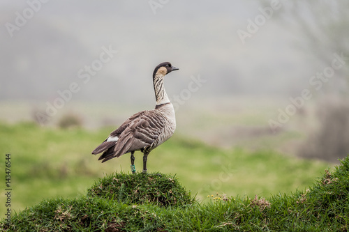 Hawaiian goose, Nene, standing in the countryside