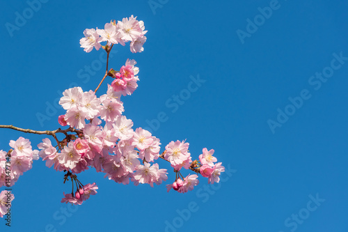 Pink cherry blossom of spring extend from a tree against a perfect blue sky