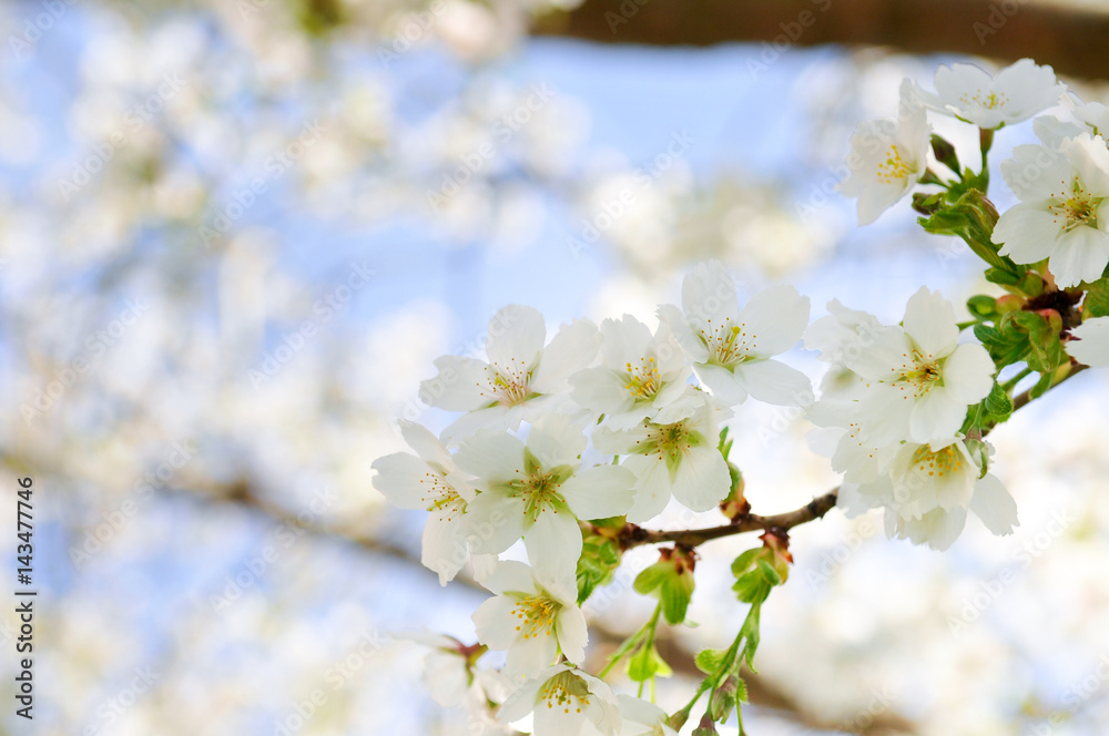 Blossom. White blossom on a tree branch in sunlight