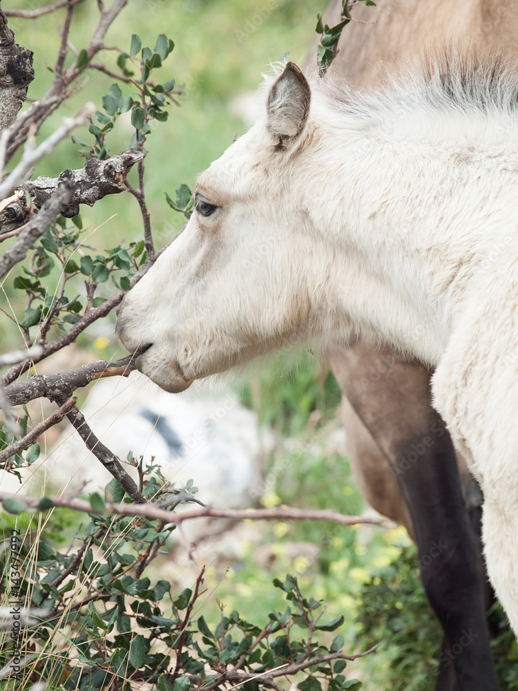 Fototapeta premium Gnawing cream foal. liberty. Israel