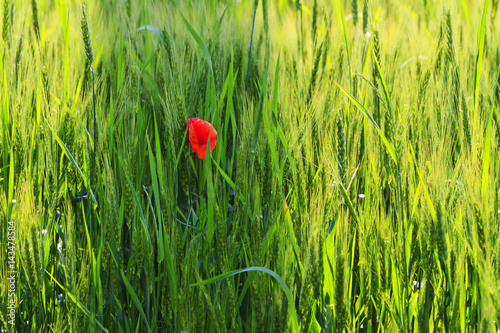 red poppy flower surrounded by green grass and wheat photo