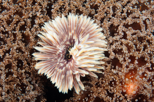 Tube worm Sabellidae on a hardcoral Flores Indonesia