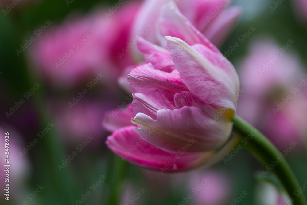 Bright blossom of the field of pink tulips Bright blossom of the field of pink tulips