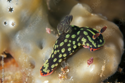 Sea slug, Nembrotha kubaryana, Komodo Indonesia photo