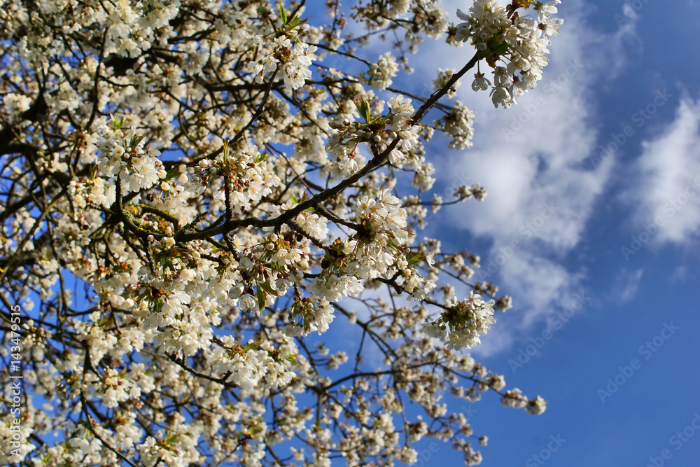 Apple tree white flowers with blue sky background Apple tree white flowers with blue sky background