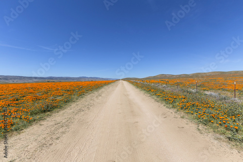 Dirt road through wild popp...