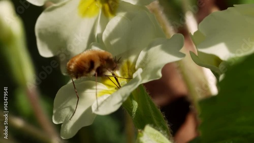 Bee-fly Beefly (Bombylius major) nectaring or drinking from Primrose (Primula vulgaris)