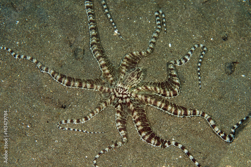 Tablou pe pânză Mimic octopus, Thaumoctopus mimicus, Lembeh Strait Sulawesi Indonesia