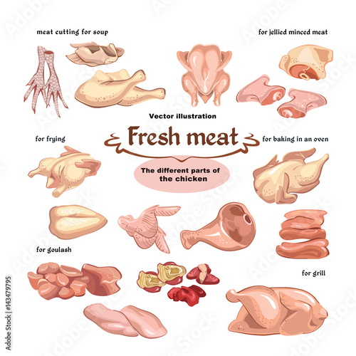 Colored Sketch Chicken Meat Parts Set