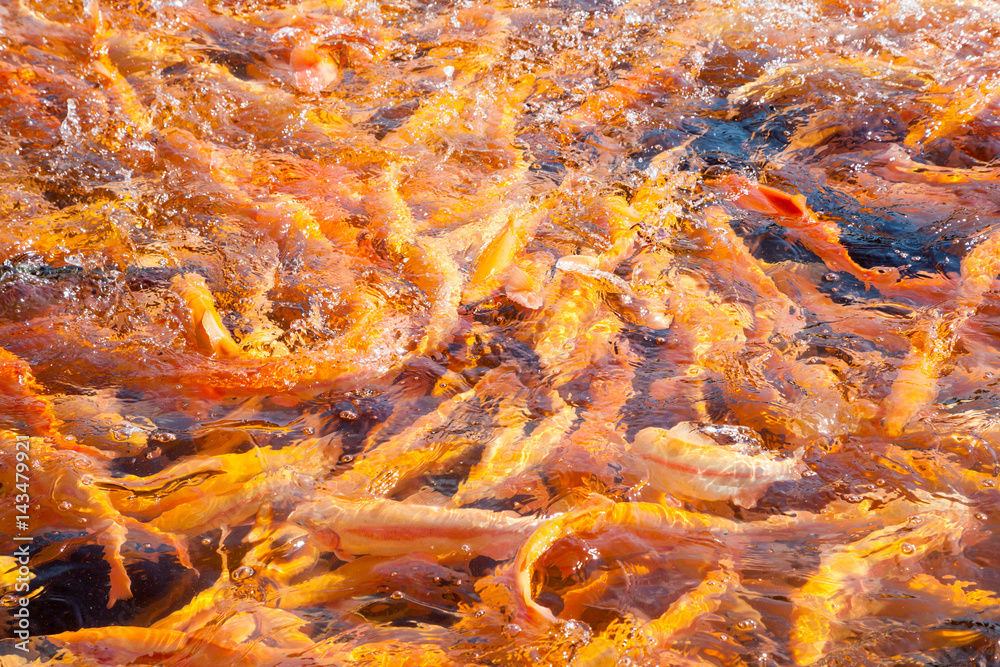 Many gold amber trouts floating in lake. Fishing in pond on fish farm.
Many gold amber trouts floating in lake. Fishing in pond on fish farm.