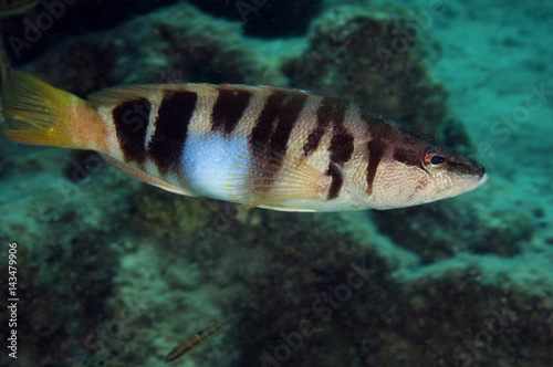 Obraz na płótnie Painted comber, Serranus scriba, Kaş Antalya Turkey