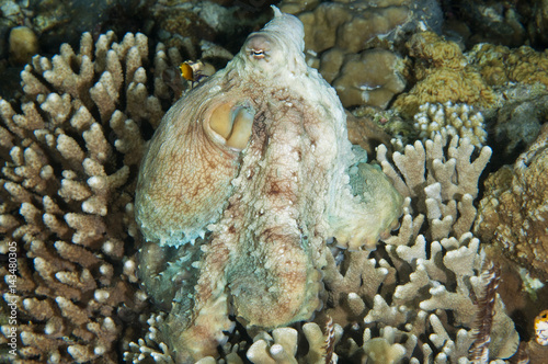 Veined octopus, Octopus marginatus, or Amphioctopus marginatus,  Sulawesi Indonesia photo